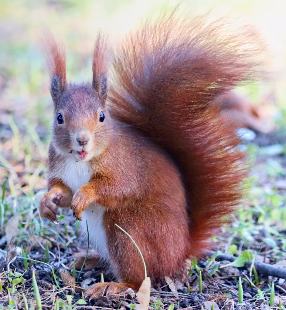 A red squirrel inspects the photographer with interest.